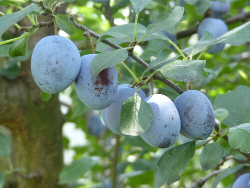 Photo représentant le prunier aussi appelé Prunus domestica