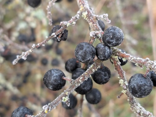 Photo représentant le prunellier aussi appelé Prunus spinosa