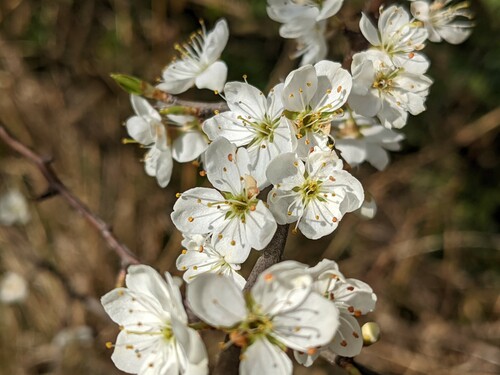 Photo représentant le prunellier aussi appelé Prunus spinosa