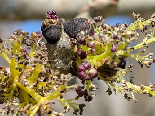 Photo représentant des bourgeons de frênes ouverts