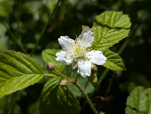 Photo représentant la ronce noire aussi appelé Rubus fruticosus