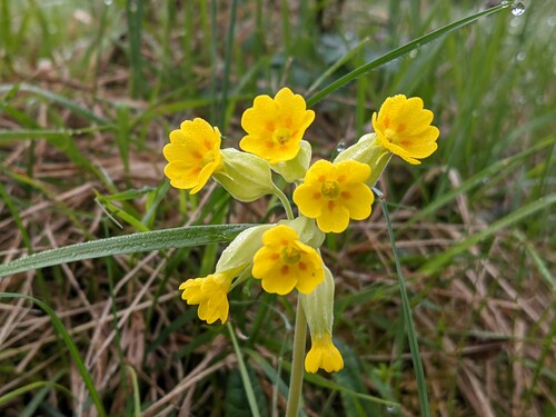 Photo représentant le coucou des champs aussi appelé Primula veris