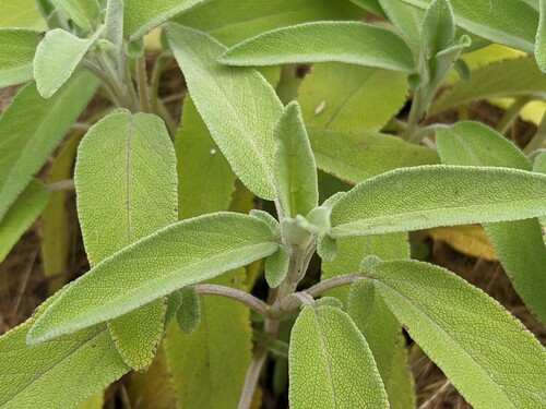 Photo représentant la sauge officinale aussi appelée Salvia officinalis