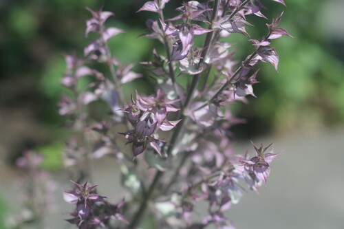 Photo représentant la sauge sclarée aussi appelée Salvia sclarea