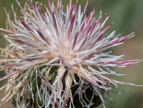 Photo représentant la grande centaurée aussi appelée Rhaponticoides centaurium