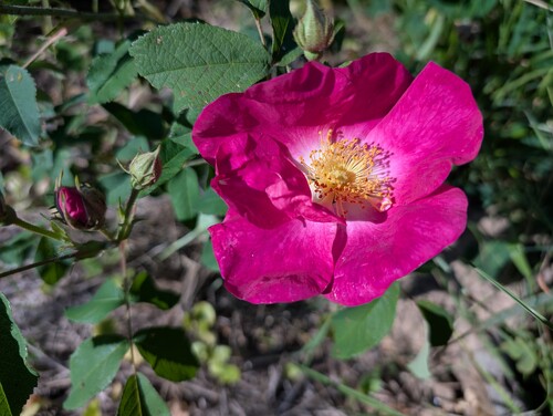 Photo representing the apothecary’s rose also called Rosa gallica