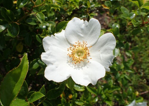 Photo représentant le rosier des Cherokees aussi appelé Rosa laevigata