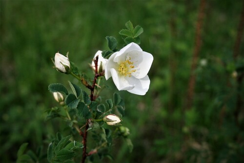 Photo représentant le rosier pimprenelle aussi appelé Rosa pimpinellifolia