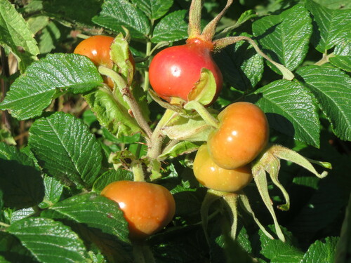 Photo représentant le rosier rugueux aussi appelé Rosa rugosa