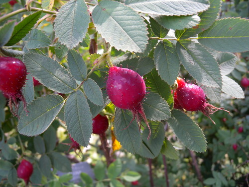 Photo représentant le rosier velu aussi appelé Rosa villosa