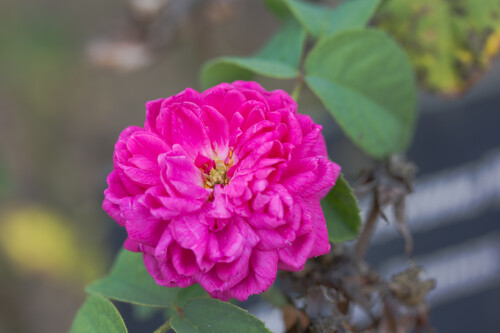 Photo représentant le rosier de Damas aussi appelé Rosa x damascena