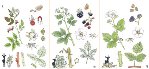 Illustration representing the raspberry bush, the bramble and the blue bramble
