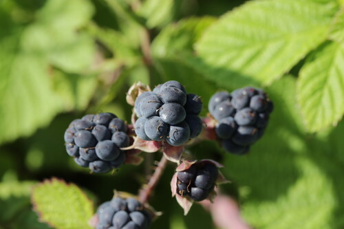 Photo représentant la ronce bleue aussi appelée Rubus caesius