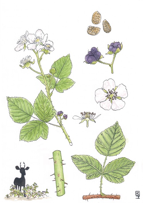 Illustration representing the blue bramble also known as Rubus caesius