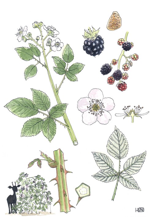 Illustration representing the bramble also known as Rubus fruticosus