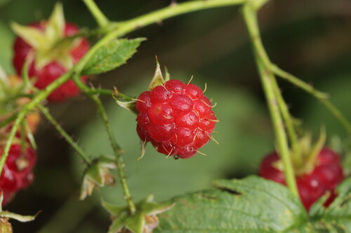 Photo représentant la framboise aussi appelée Rubus idaeus