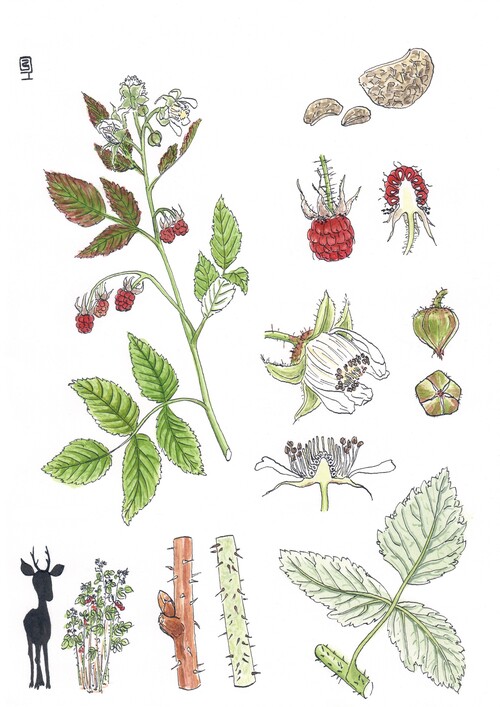 Illustration representing the raspberry bush also known as Rubus idaeus