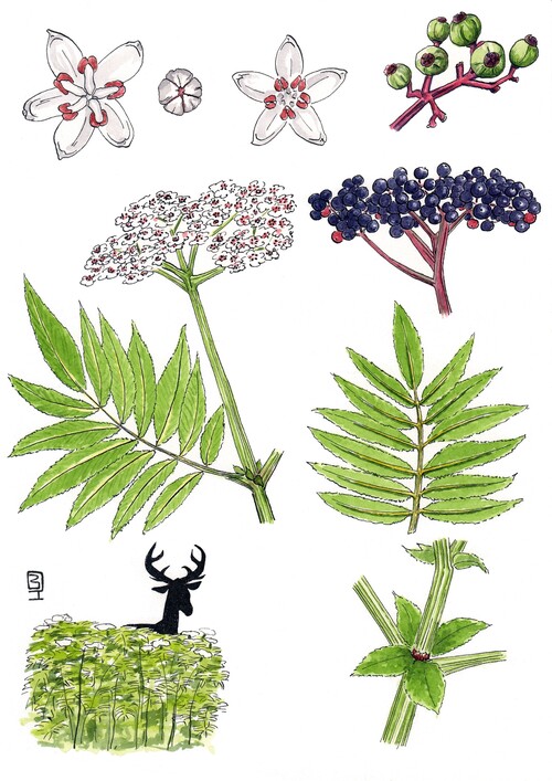 Illustration représentant le sureau hièble également nommé Sambucus ebulus