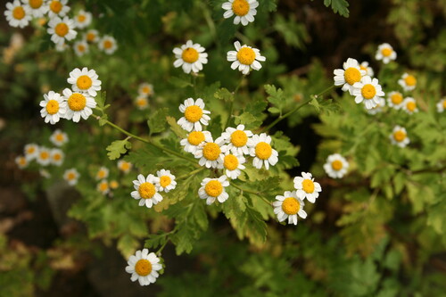 Photo représentant la grande camomille aussi appelée Tanacetum parthenium