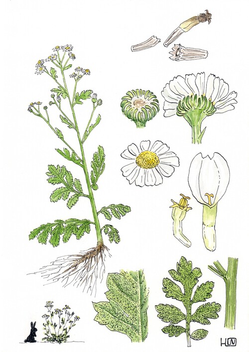 Illustration représentant la Grande camomille également nommée Tanacetum parthenium