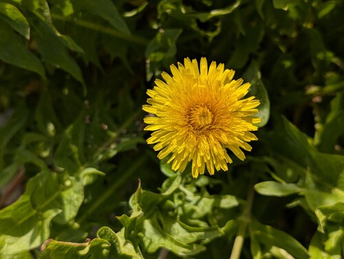 Photo of a dandelion flower, also called Taraxacum officinale, in the foreground, on a blurred background