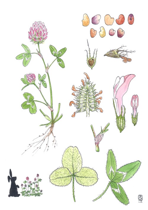 Illustration botanique détaillée du trèfle rouge également nommé Trifolium pratense sur fond blanc