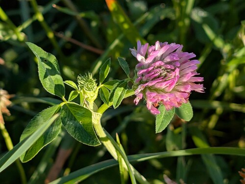 Photo of a red clover also called Trifolium pratense in the foreground, on a blurred background