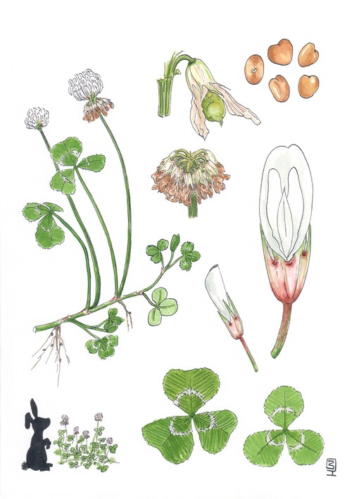 Detailed botanical illustration of white clover also known as Trifolium repens on a white background