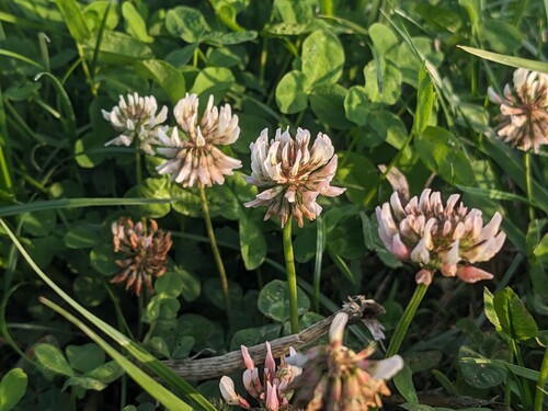 Photo of a white clover, also called Trifolium repens, in the foreground with a background of green leaves