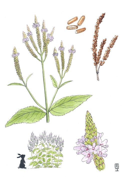 Illustration représentant la verveine bleue également nommée Verbena hastata