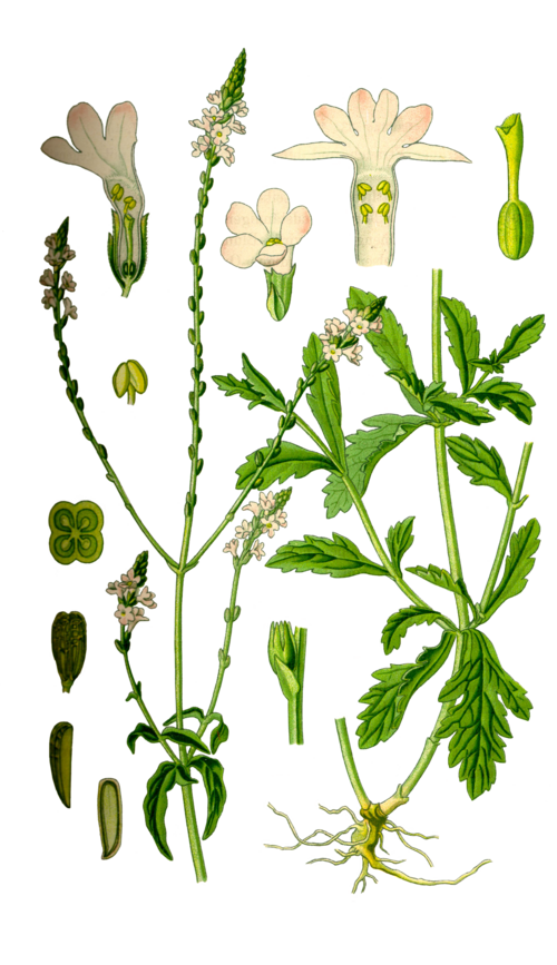 Illustration représentant la verveine officinale également nommée Verbena officinalis