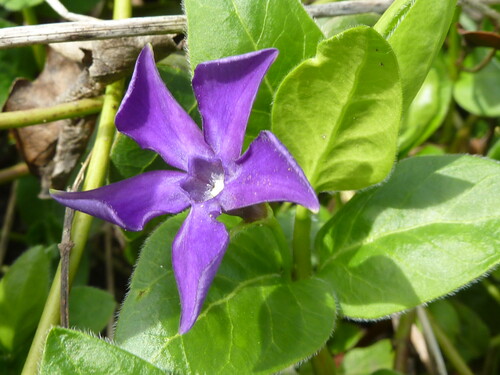 Photo of a purple flower and green leaves of greater periwinkle also known as Vinca major in bright sunlight