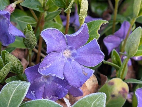 Photo of a lesser periwinkle’s flower also called Vinca minor in the foreground, on a blurred background