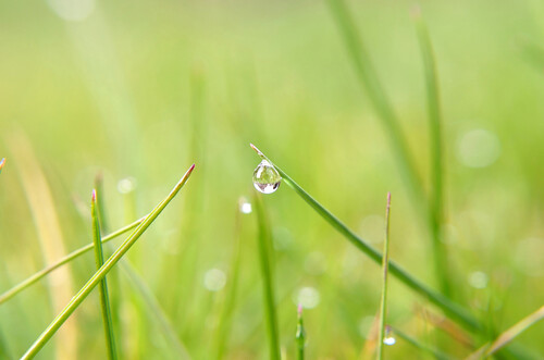 Photo représentant une goutte d’eau sur un brin d’herbe