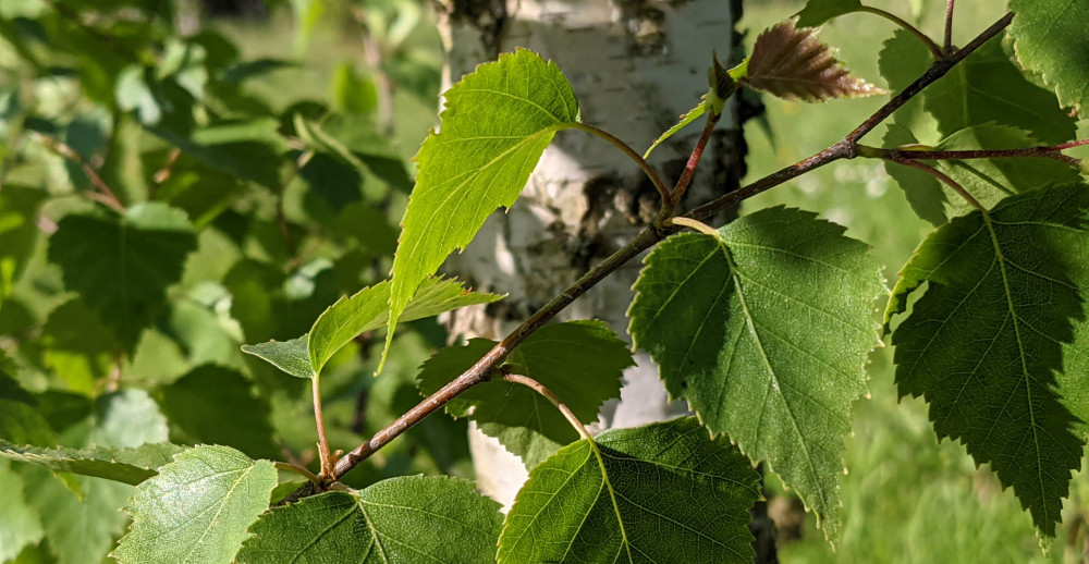 Bouleau commun (Betula pendula) - Phyto-info