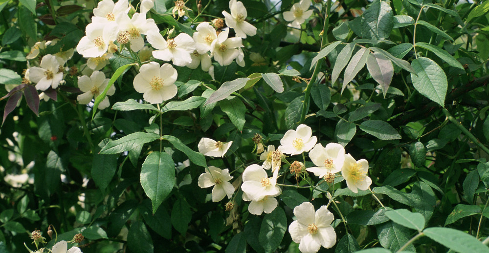 Mustfa Rosa Musk rose